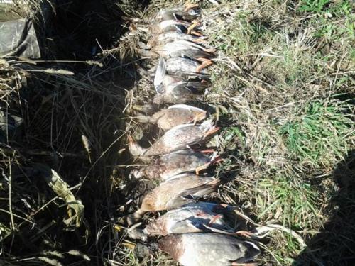 Guided Duck Hunts in Minnesota